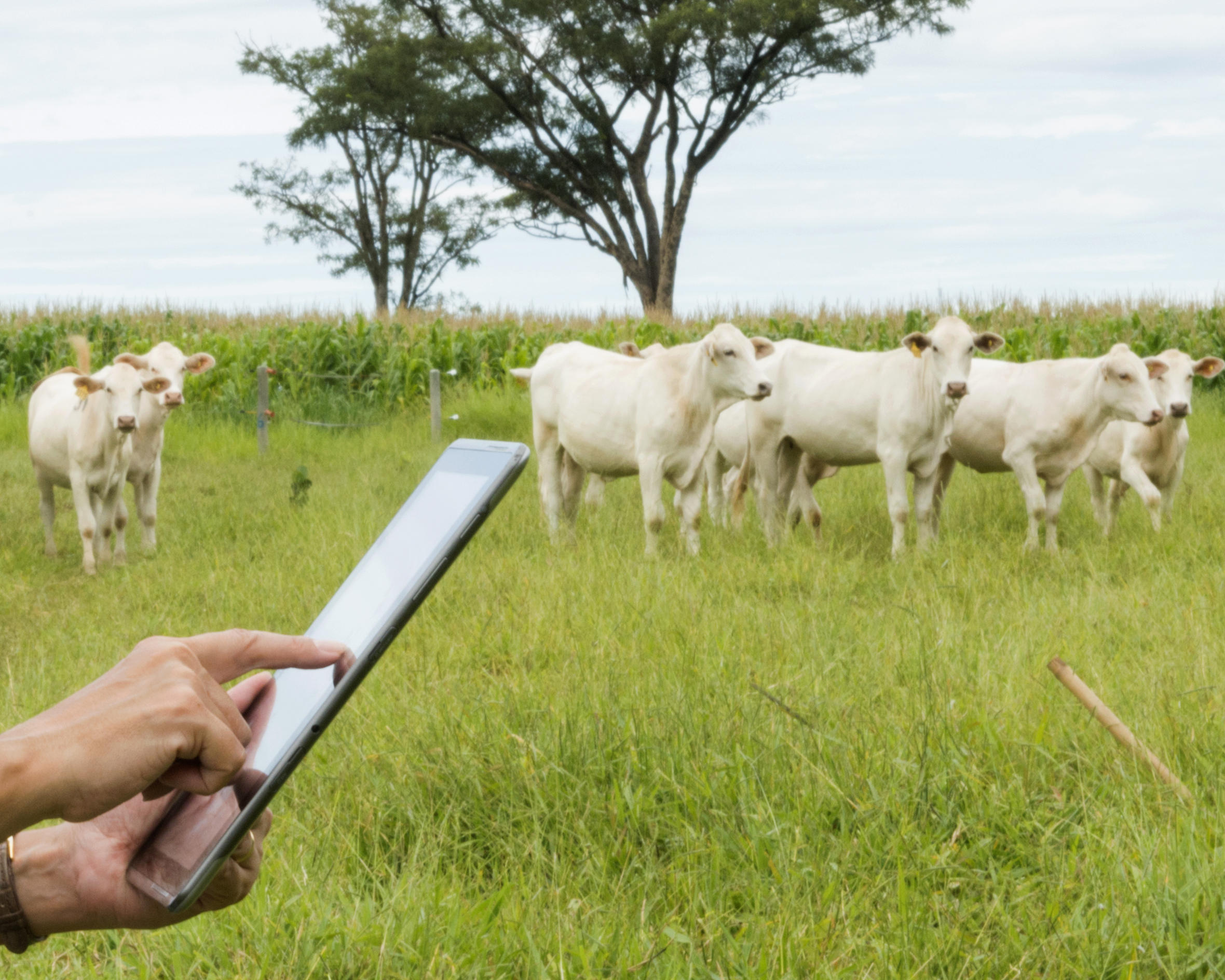 Aplicação de tecnologia na produção da carne bovina agrega qualidade e auxilia na evolução da cadeia produtiva