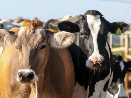  Receita das exportações brasileiras de CARNE BOVINA caiu 8% em outubro