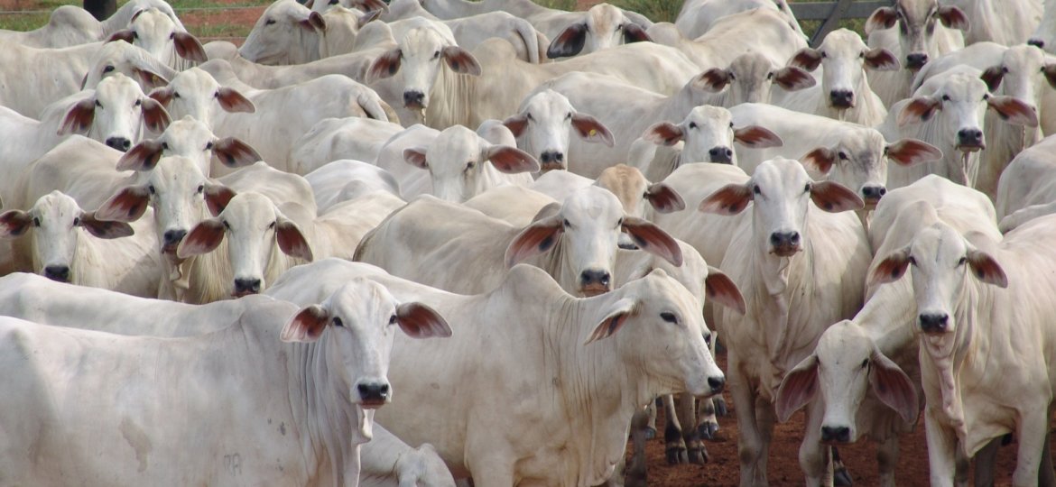 Agro demonstra otimismo com período pós-pandemia