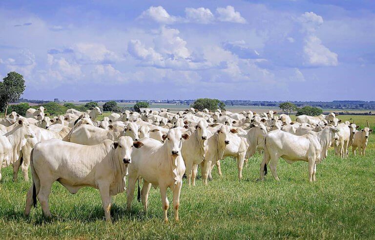 ABIEC APOSTA NA ABERTURA DE NOVOS MERCADOS PARA CARNE BOVINA EM 2021