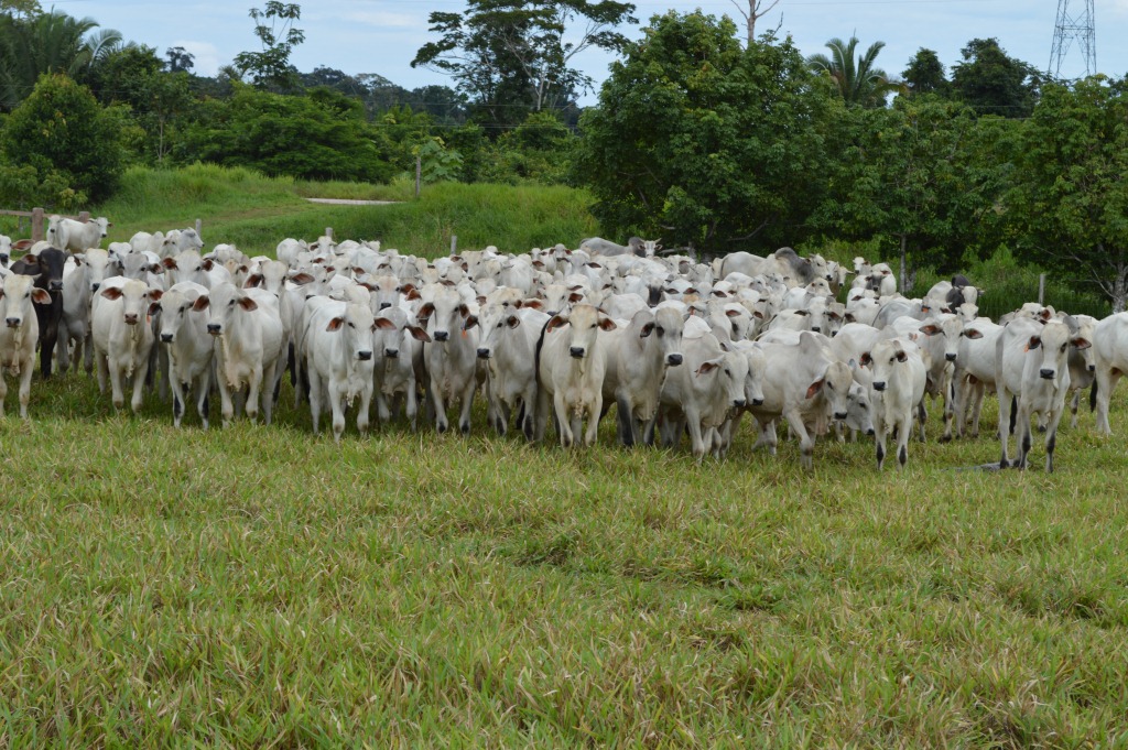 Maiores importadores de carne bovina do Brasil em setembro de 2020