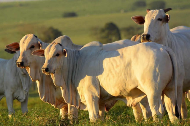 Desempenho exportador das carnes sofre desaceleração em setembro