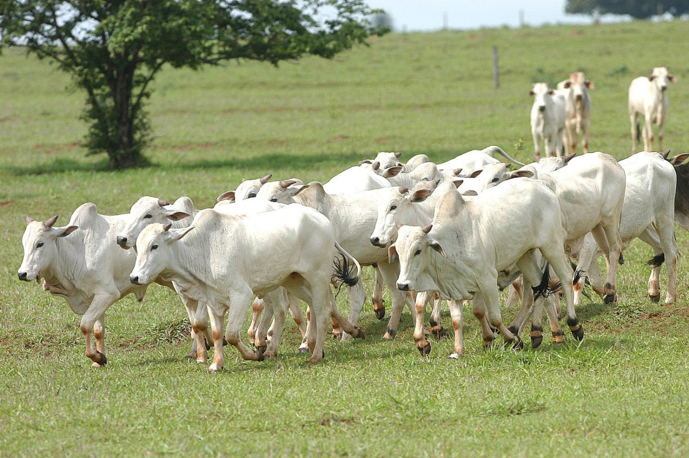 Rabobank estima alta de 1% na exportação brasileira de carne bovina em 2022