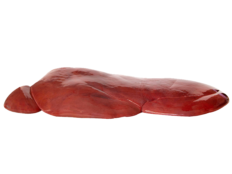 LIVER