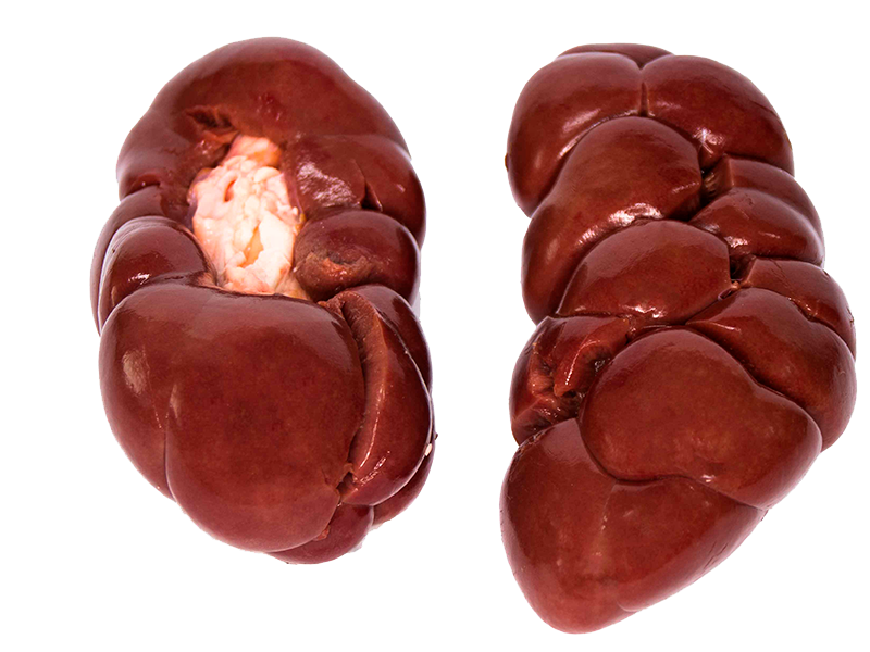 KIDNEYS